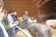 Studierende in einem Schweinestall